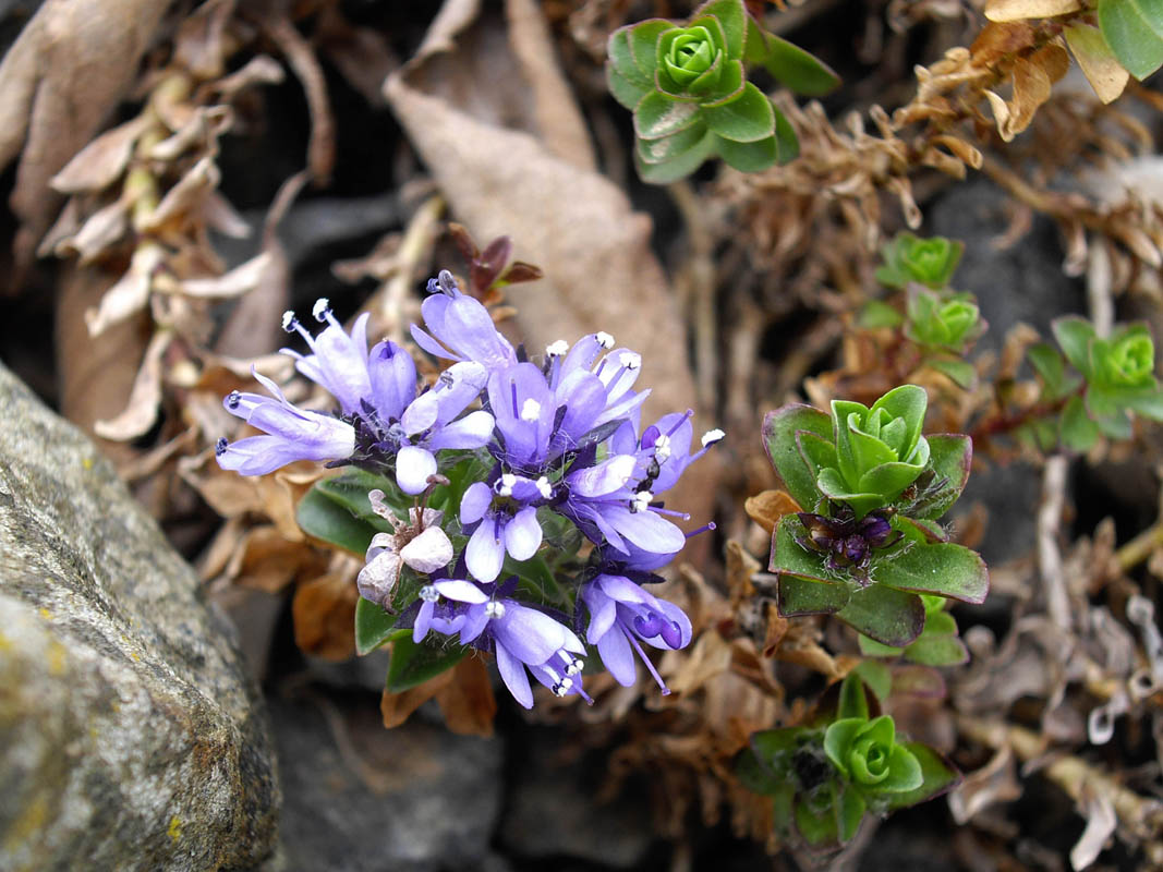 Veronica nummularia